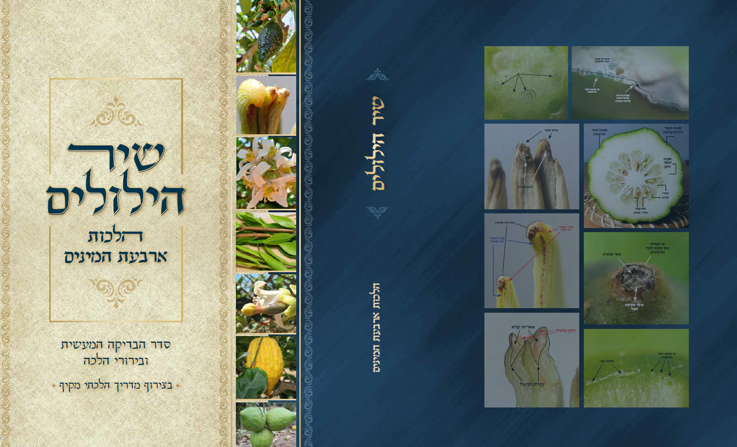 שיר הילולים